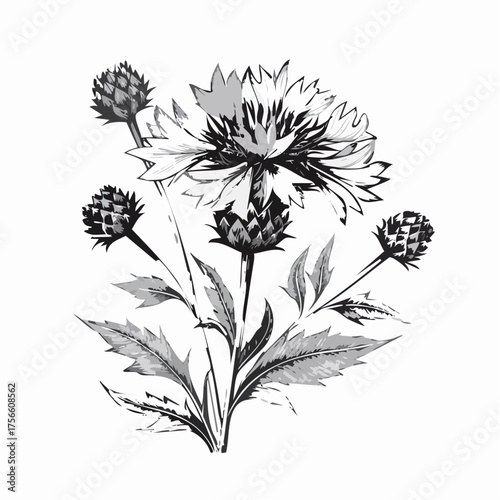 watercolor Cornflower branch vector illustration isolated on white background