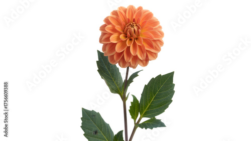 Vibrant orange dahlia flower bloom against a deep black background