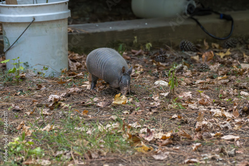 Nine Banded Armadillo Dasypus Novemcinctus in Residential Area 