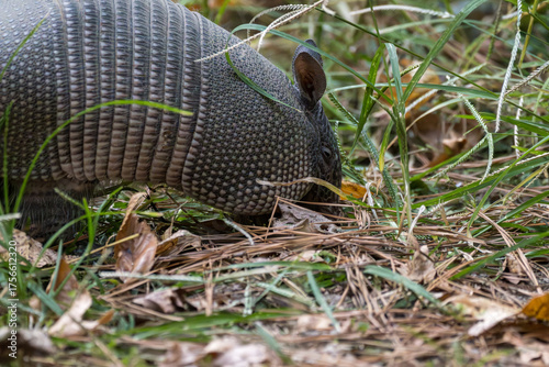 Nine Banded Armadillo Dasypus Novemcinctus in Grass