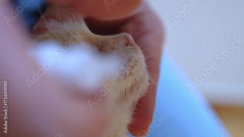 Close up of a person administering eye drops to a cat at home. Veterinary care, pet health, animal treatment, eye infection remedy, domestic cat care, and responsible pet ownership
