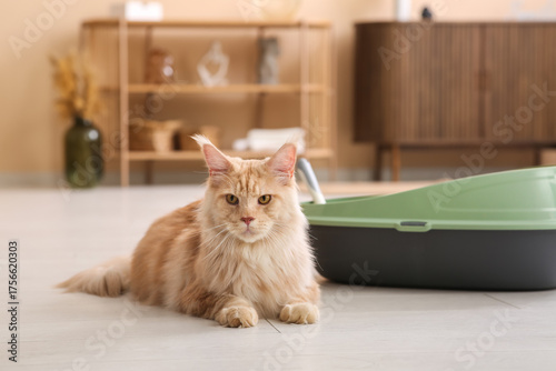 Cute Maine Coon cat with li...