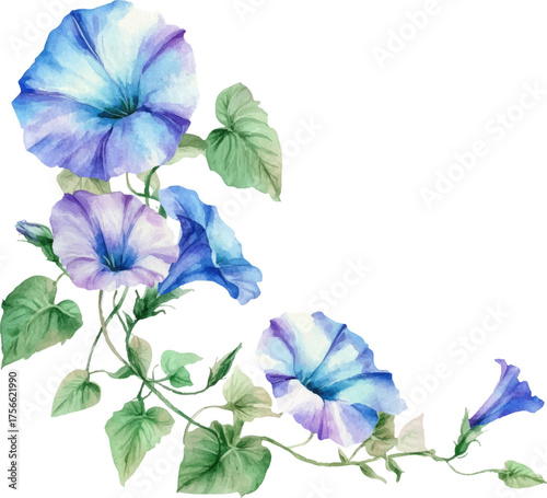 blue flowers isolated on white background