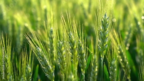 Lush Green Wheat Field A CloseUp View of Natures Bounty.