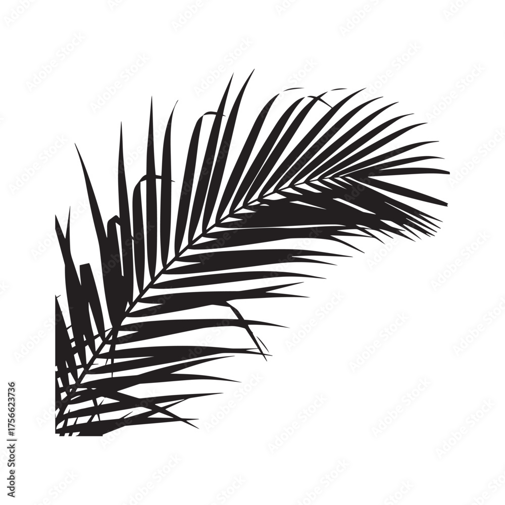Fototapeta premium Silhouette of a black palm leaf.