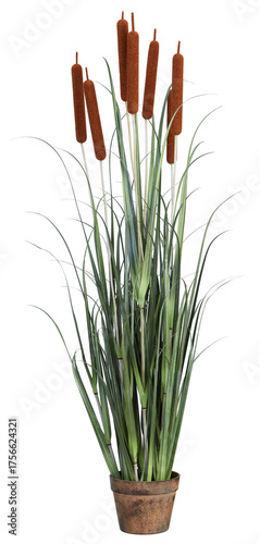 Brown long grass flowers, long-leafed sedge plants in old pots cut out isolated transparent background