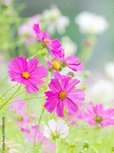 秋を彩るコスモスの花畑。雨上がりの爽やかな花畑の中で美しく際立つ鮮やかなピンクのコスモス。自然風景。縦構図