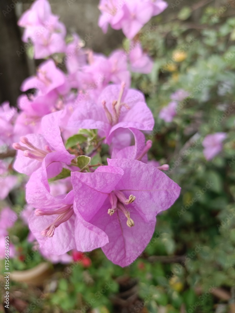 Obraz premium Close-up of purple bougainvillea flower
