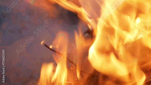 burning campfire in the woods