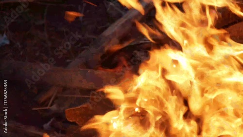 burning campfire in the woods