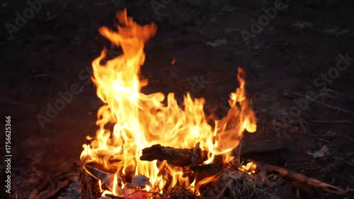 burning campfire in the woods
