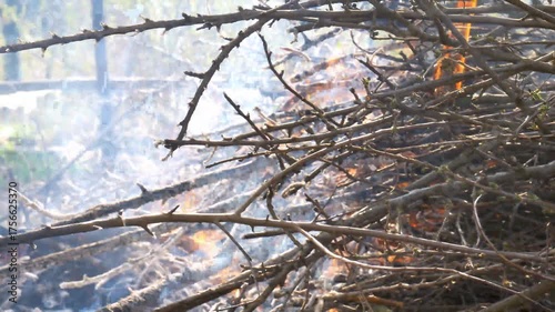 burning bushes in a forest area