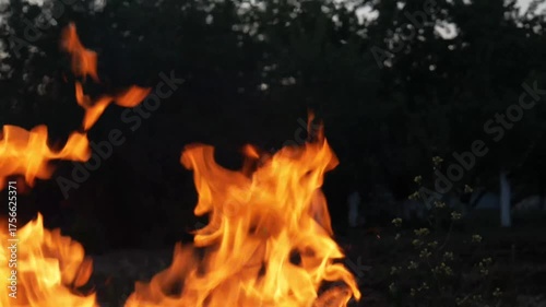 burning campfire in the woods