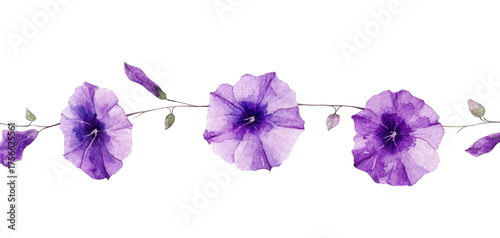 A cute, simple watercolor illustration of the purple morning glory flower hanging down in a vertical line on a white background with margins