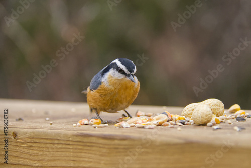 A Red-breasted Nuthatch eating bird seeds and nuts