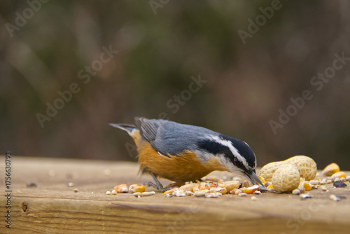 A Red-breasted Nuthatch eating bird seeds and nuts