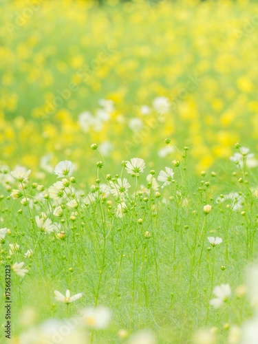 秋を彩るコスモスの花畑。雨上がりの爽やかな雰囲気。イキイキとしたコスモスの様子。自然風景。縦構図