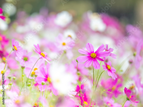 秋を彩るコスモスの花畑。小雨の中、静かに佇んでいる鮮やかなピンクのコスモス。自然風景。横構図