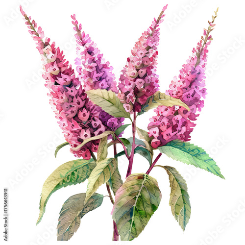 Watercolor Pink Buddleja Flowers with Green Leaves on transparent background