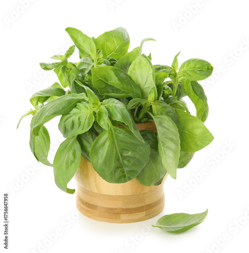 Fresh green basil herb plan...