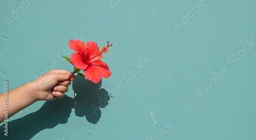Child's hand holding a vibrant red hibiscus flower against a teal wall child hand holding flower