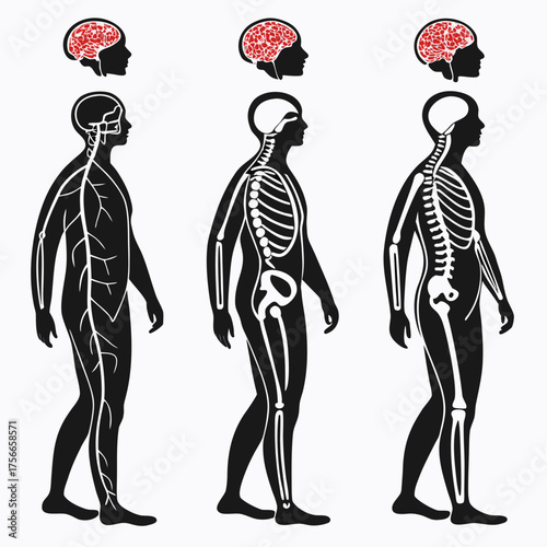 Illustration of human anatomy showing the nervous system skeletal system and brain in profile view against a white background