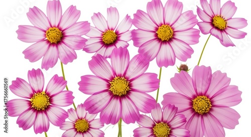 Bright and Elegant Pink and White Cosmos Flowers Illustration on White Background