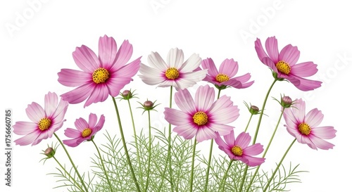 Bright and Elegant Pink and White Cosmos Flowers Illustration on White Background