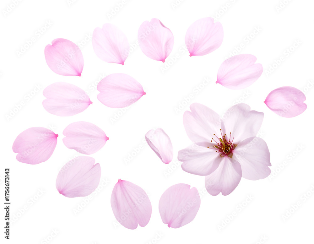 Obraz premium 舞い散る桜の花びら｜背景なし・透過PNG・コピースペース