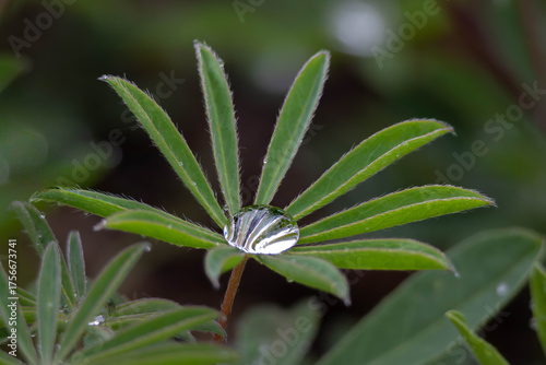 raindrop on a plant in the wild