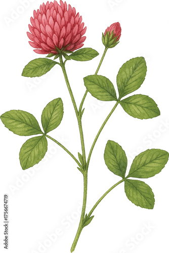 Red clover flower with leaves