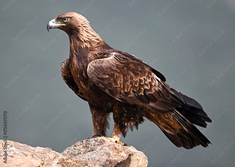 Fototapeta premium majestic golden eagle in spain in the mountain
