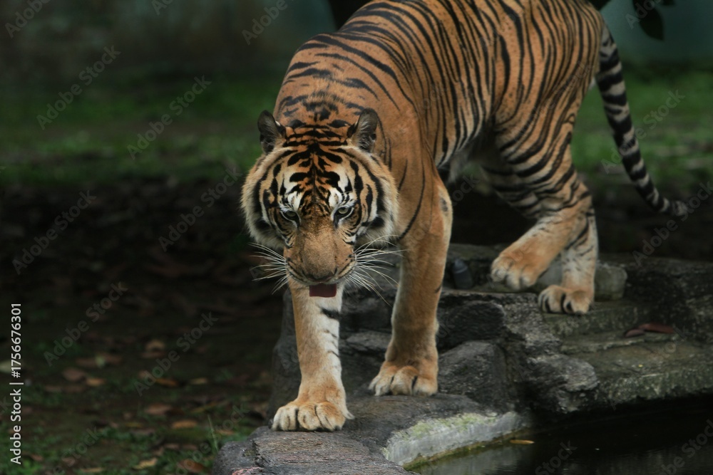 Obraz premium a sumatran tiger is seen walking on the rocks