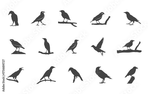 Myna bird svg, Myna bird silhouette, Myna birds vector, Myna birds drawing, Myna svg, Myna silhouette.