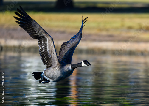 Grace in Motion — Canada Goose Taking Flight Over Reflective Water
