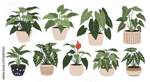 A collection of various houseplants in decorative pots creating a vibrant green indoor jungle.