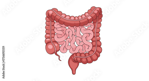 An illustration of the human digestive system showing the large and small intestines.