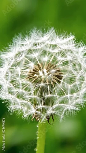 For a brief moment, a dandelion seed head is complete before the wind arrives.