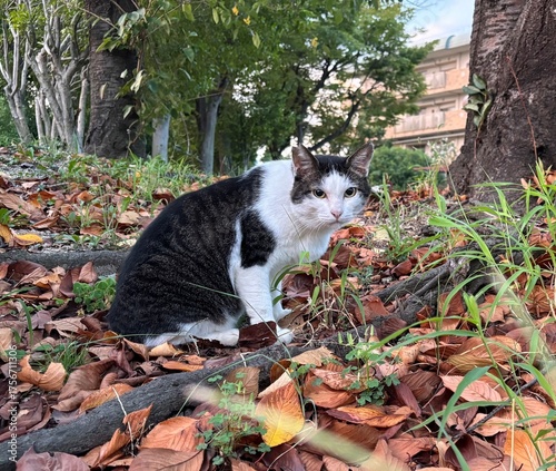 Cat and fallen leaves