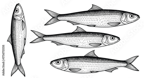 Illustration of multiple herring fish swimming in different directions.