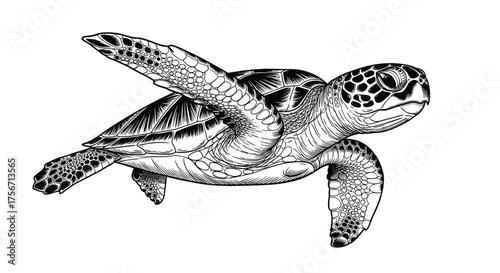 A detailed black and white illustration of a sea turtle gracefully swimming underwater.