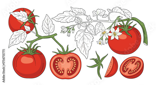 Fresh ripe tomatoes on the vine with leaves and flowers.