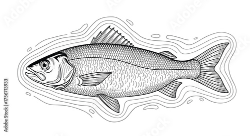 This illustration depicts a detailed drawing of a single fish.