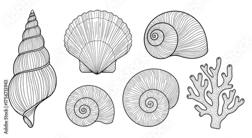 A collection of detailed line art illustrations of various seashells and coral specimens.
