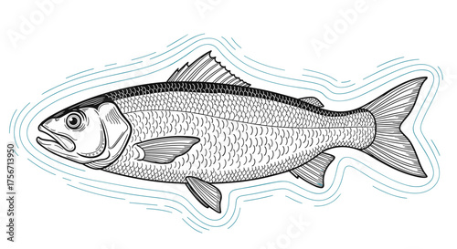 A detailed illustration of a fish with outlined ripples of water.