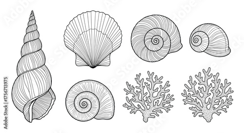 A collection of detailed drawings of various seashells and coral formations.