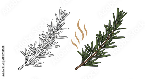 Exploring the aromatic qualities and culinary uses of rosemary a fragrant herb.