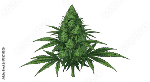 Understanding the lifecycle of a cannabis plant from seed to harvest.