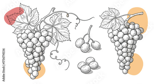 Detailed sketch of ripe grapes with abstract color accents.