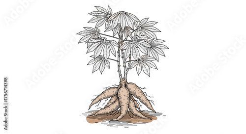 A drawing of a cassava plant with large roots showing.